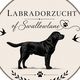 Labrador of Swallow Lane