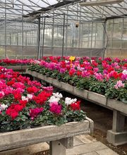 Dagorne Horticulture SARL image 3