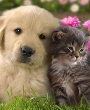 Centro Veterinario Buonamano Bild 1