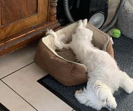 Hundebetreuung Oldies but Goldies Bild 15