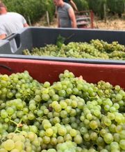 Lamoureux-vincent Jean-michel EARL image 6