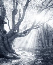 Beerdigungsinstitut Bürgin + Thoma Bild 7