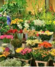 Blumen Waldecke Gerdes Bild 3