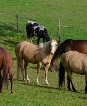 Birkenhof Pferdepension Bild 1