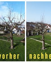 Baumschnitt