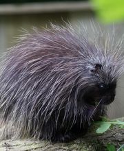 Spaycific'Zoo image 14