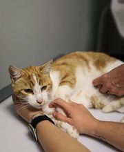 Husson Christian image 1