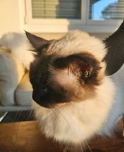 Speedy- Service Dienstleistung mit Herz für Mensch und Tier von Remetschwil Bild 10