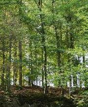 FriedWald Bad Laasphe Bild 1