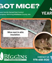 Biggins Exterminating image 15