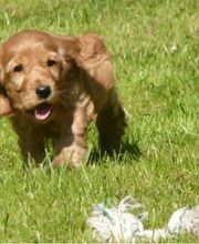 Elevage Vallée Du Léguer EARL image 7