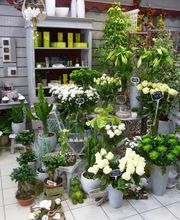 Ver'tiges Fleurs Gorron image 12