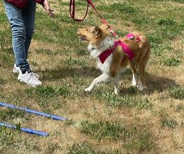 Hundeschule Thea Grothe Bild 7