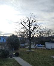 ANGELOZ Jardinier-Paysagiste Bild 6