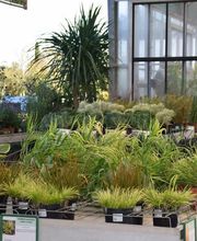 Pépinières de Corme Royal image 12