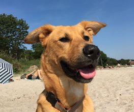 Küstenwolf Hundetraining Kiel Bild 13