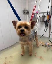 Armelle Toiletteuse Chiens Et Chats image 2