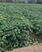 Agrícola Buhai imagen 7