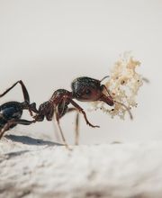 Ameisenbekämpfung - Mr. Motte - Schädlingsbekämpfung - Hamburg