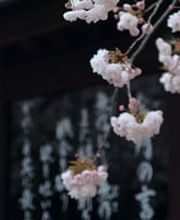 Nippon Food GmbH / Japanischer Online Shop Bild 8