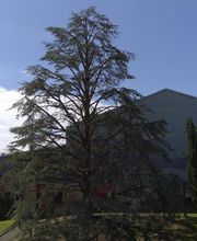 Sos jardin image 1
