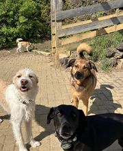 Hundezentrum Rhein-Main GbR Bild 8