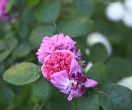 Elztal Gartenbau Bild 51