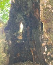 Guérisseur, Magnétiseur, Médium, Voyance, Jean-Claude Sellie, Energie Subtile Bild 4