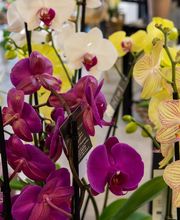 Janval Fleuri image 13