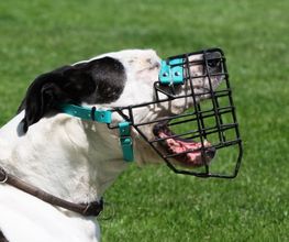 DOG PATROL GmbH Bild 3