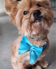 PATTE Z' EN CINQ - AURORE DI FELICE image 4