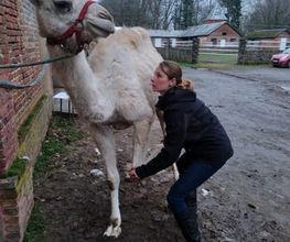 Luana EMINIC HUGO - L'ostéo animaux Bild 7