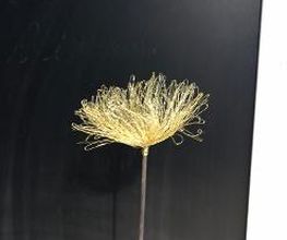 Blumen Meyer Bild 8