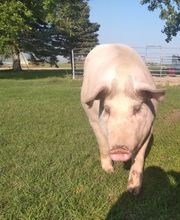 Southwood Veterinary Clinic image 8
