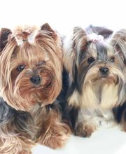 DogShine image 9