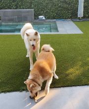 Etologo.es imagen 14