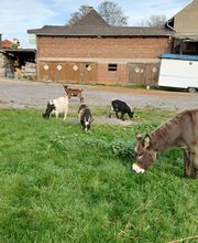 Thieles Hofladen Bild 11