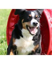 Hundeschule Mosig Bild 5