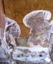 Armorik Diagnostics image 7