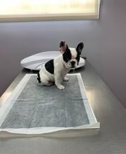 Loyalsock Animal Hospital image 3