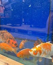 Bricomarché Chauny image 18