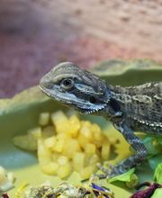 neuhaus.tierärzte.team Bild 5