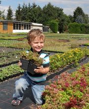 Staudengärtnerei David Müller Bild 2