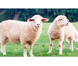 OXFORT - Nutrition Animale image 7