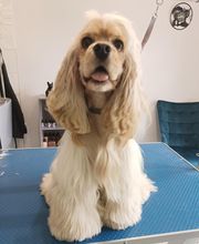 AU CHARME CANIN image 10