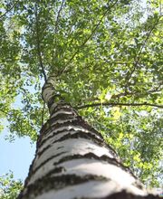 Font Laurence image 3