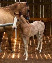 Bay City Veterinary Clinic & Equine Hospital image 3