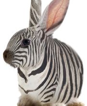 Zebrakaninchen