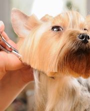 Zoologischer Bedarf Hundesalon Tierfutter