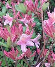 Bremermann Baumschulen Bild 3